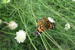 IMG_1808
